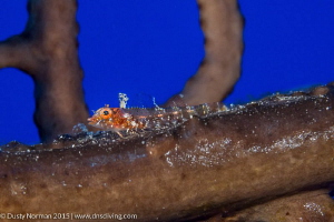 "Fin Up"
A close up of the same Blenny. Triple Fin's col... by Dusty Norman 